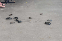 CT_IMG_5222_Aus_Day_CBL_2026