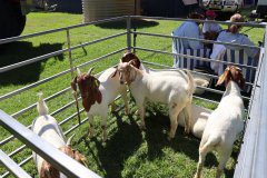 IMG_1522